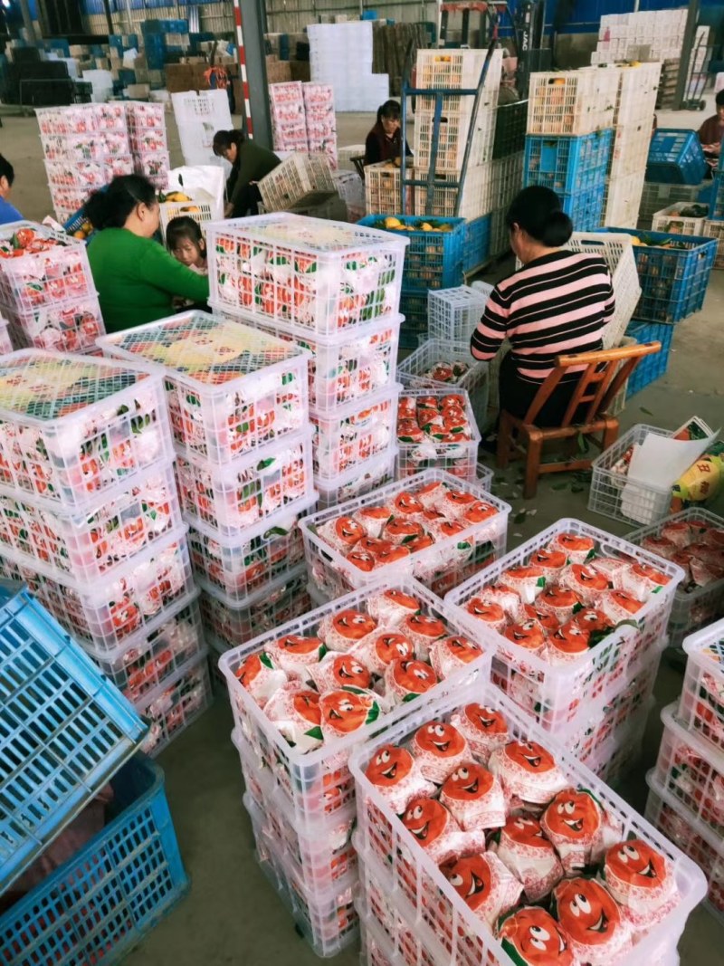 不知火丑桔耙耙柑丑八怪颜色全黄入口化渣口味纯甜果园看货