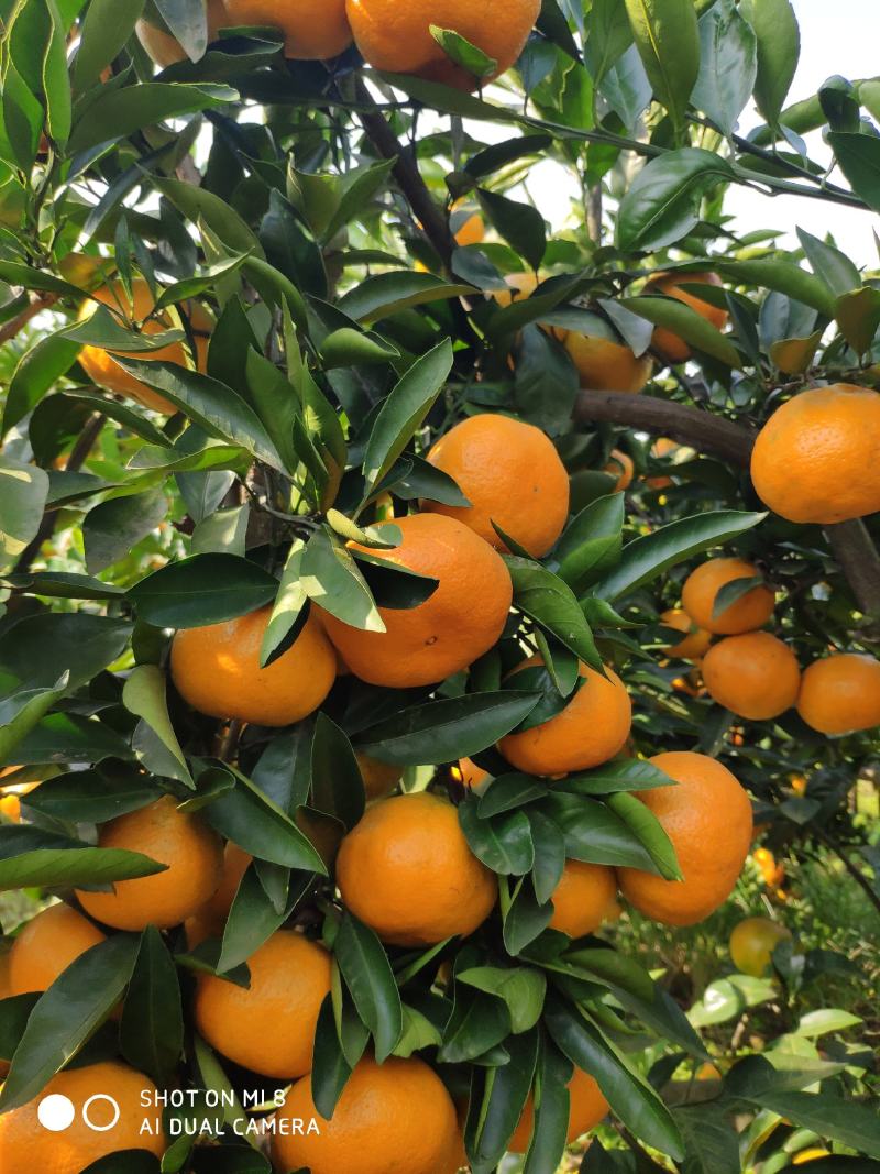 大量供应蜜桔品质好价优武汉市江夏区