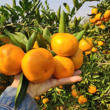 大量供应蜜桔品质好价优武汉市江夏区