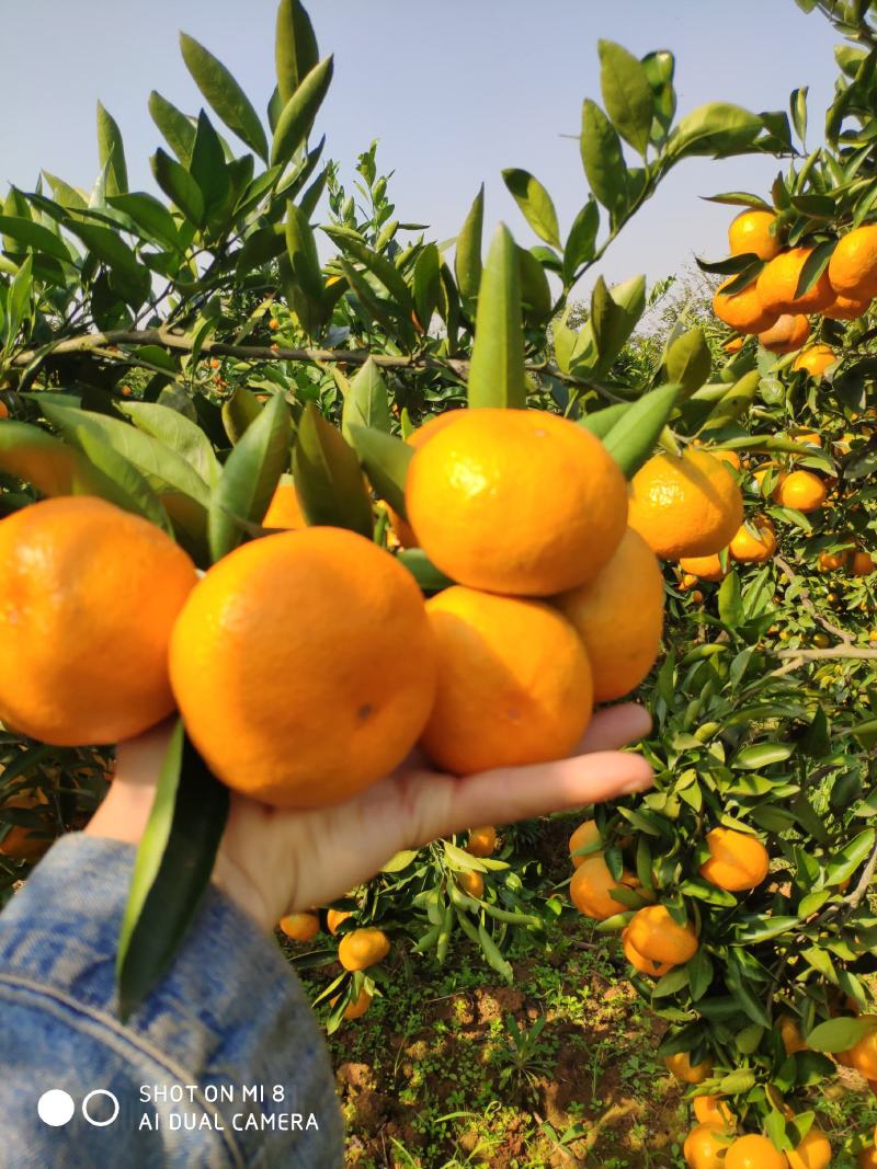 大量供应蜜桔品质好价优武汉市江夏区