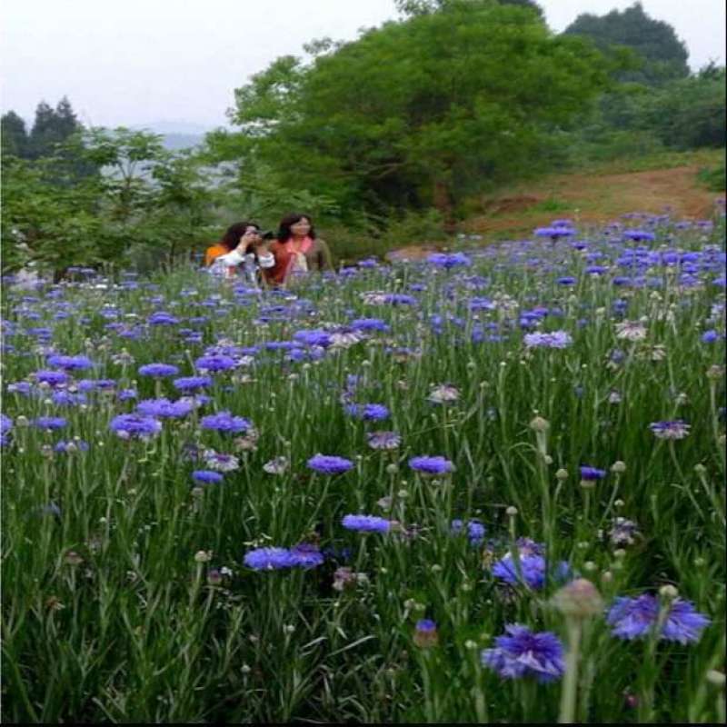 混色矢车菊种子庭院易种花种多年生花种子室外四季种易活花籽