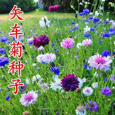 混色矢车菊种子庭院易种花种多年生花种子室外四季种易活花籽