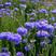 混色矢车菊种子庭院易种花种多年生花种子室外四季种易活花籽