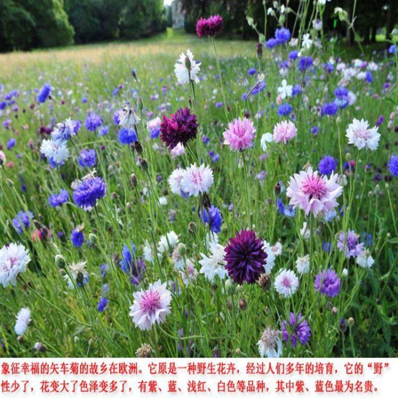 混色矢车菊种子庭院易种花种多年生花种子室外四季种易活花籽
