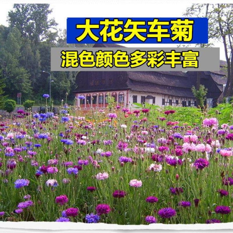 混色矢车菊种子庭院易种花种多年生花种子室外四季种易活花籽