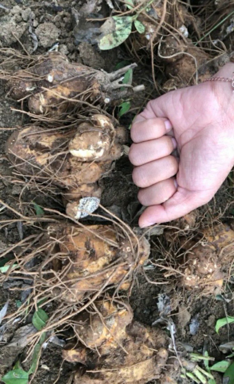 大量收购鲜白术，以质论价，现金交易，，，