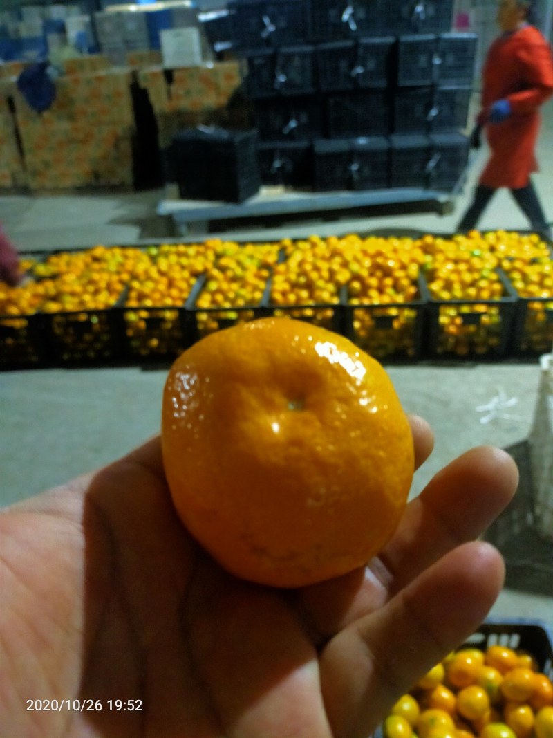普早蜜橘果大皮薄入口化渣果园定货公平交易