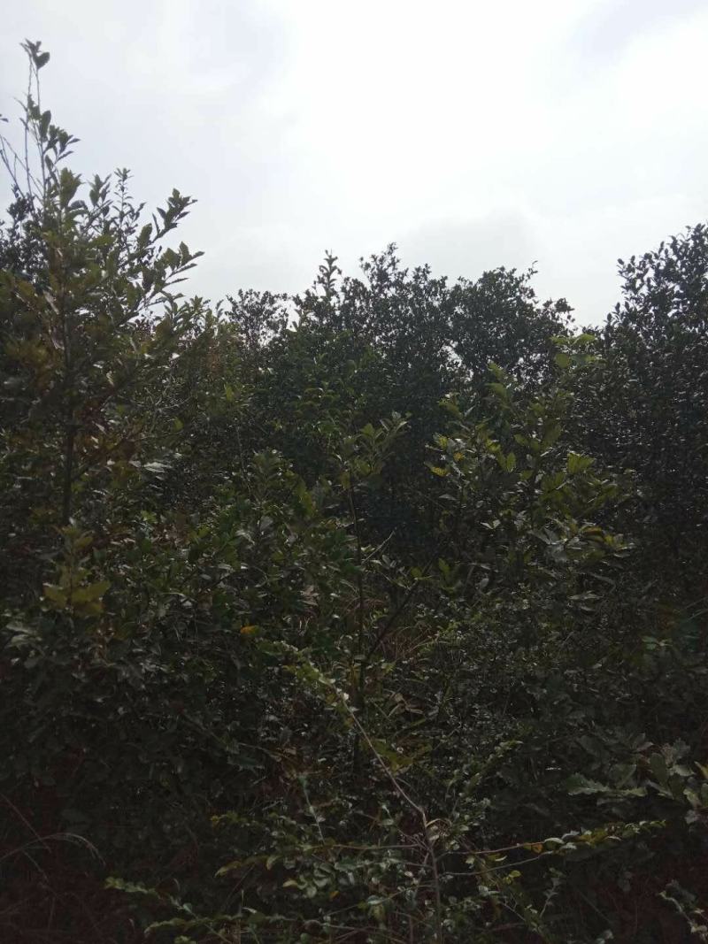 茶籽。一手货源。没有中间商赚差价。