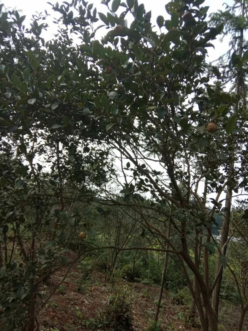 茶籽。一手货源。没有中间商赚差价。