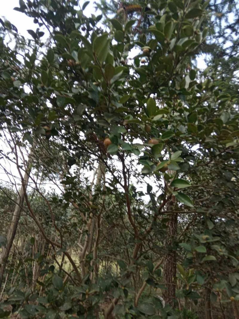 茶籽。一手货源。没有中间商赚差价。