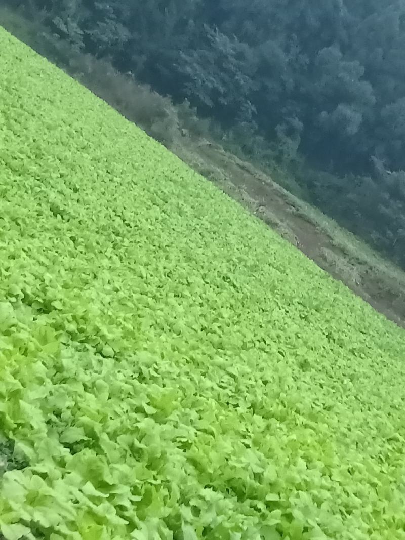 圆根萝卜预售(11月20号上市)