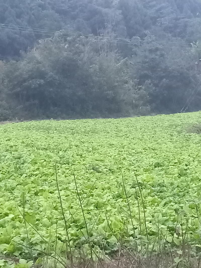 圆根萝卜预售(11月20号上市)