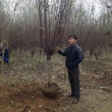 榆叶梅基地常年批发供应一手货源大量出售苗圃直销