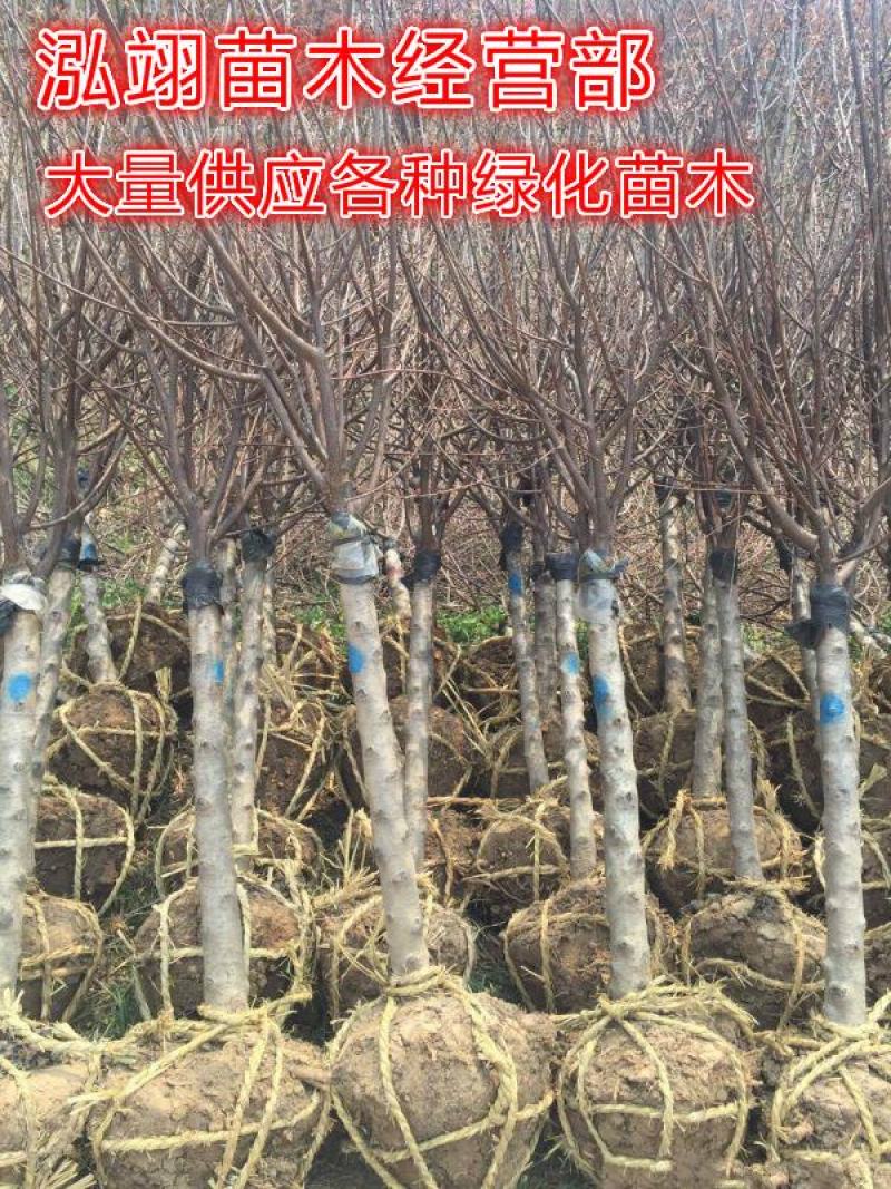 榆叶梅基地常年批发供应一手货源大量出售苗圃直销