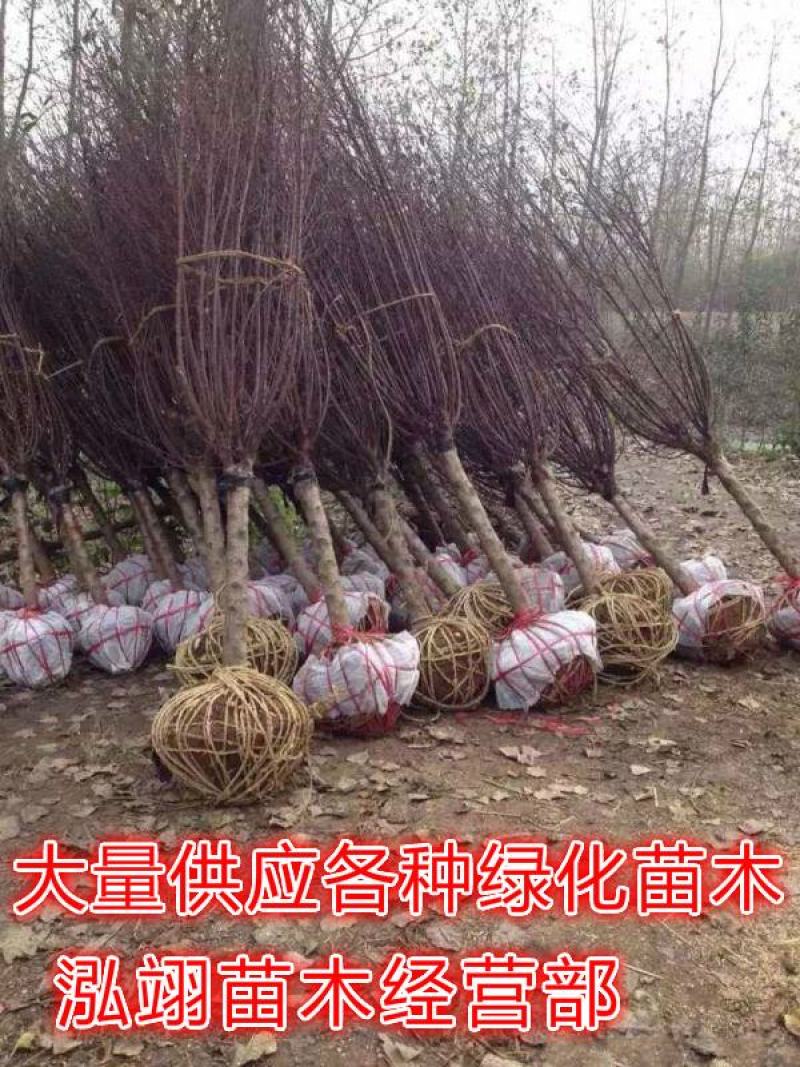 榆叶梅基地常年批发供应一手货源大量出售苗圃直销