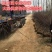 榆叶梅基地常年批发供应一手货源大量出售苗圃直销