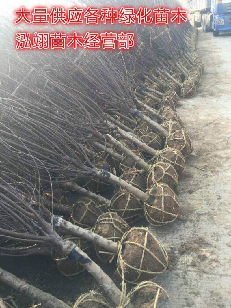 榆叶梅基地常年批发供应一手货源大量出售苗圃直销