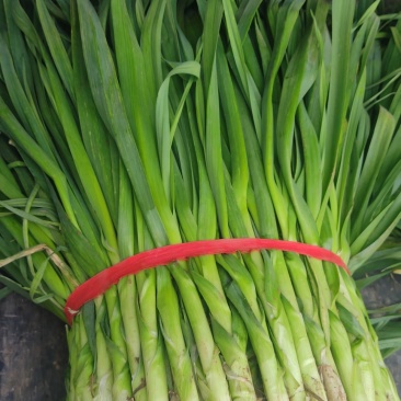 红根蒜苗根红苗正货源充足，红根蒜苗良心供货