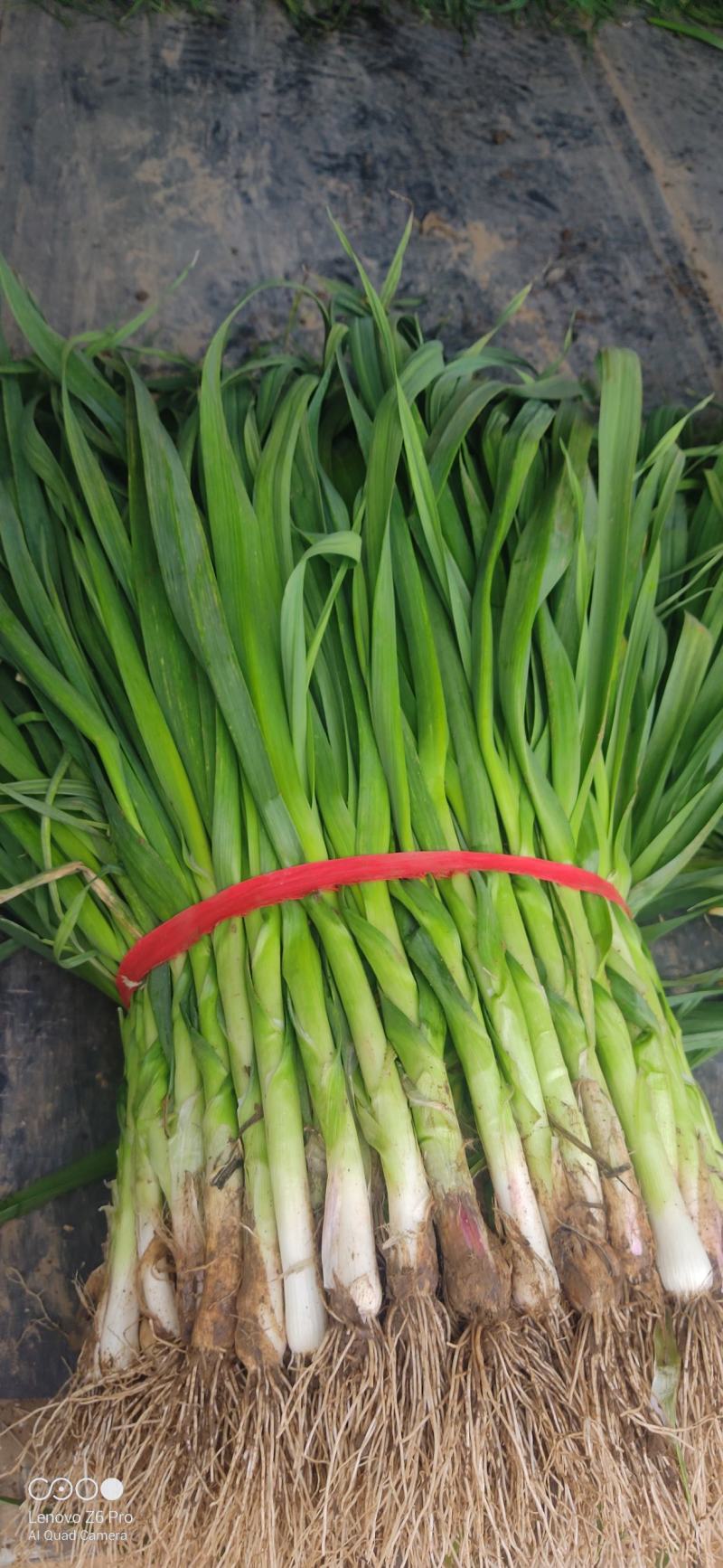 红根蒜苗根红苗正货源充足，红根蒜苗良心供货