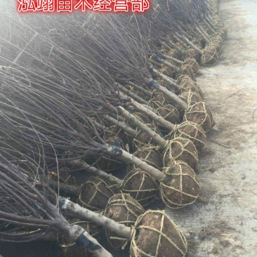 榆叶梅基地常年批发供应一手货源大量出售苗圃直销
