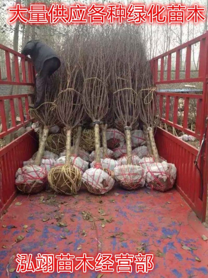 榆叶梅基地常年批发供应一手货源大量出售苗圃直销