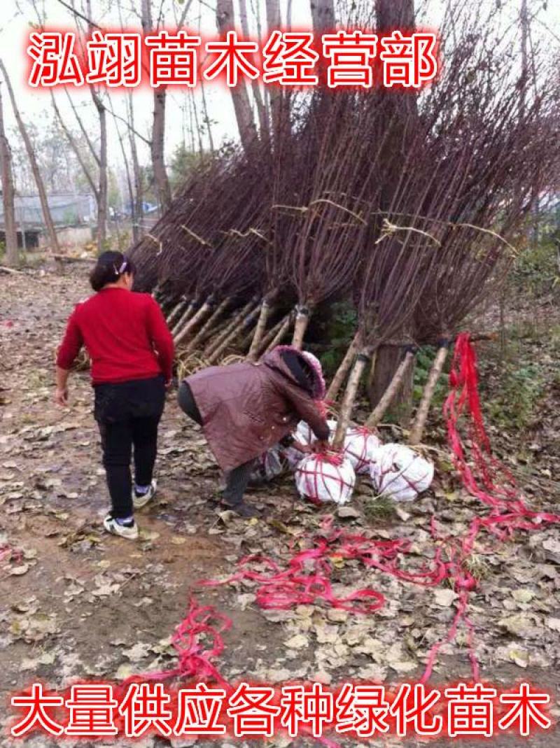 榆叶梅基地常年批发供应一手货源大量出售苗圃直销