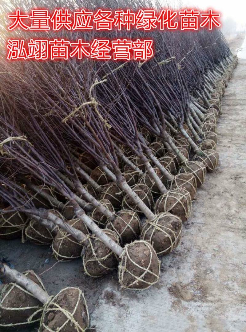 榆叶梅基地常年批发供应一手货源大量出售苗圃直销
