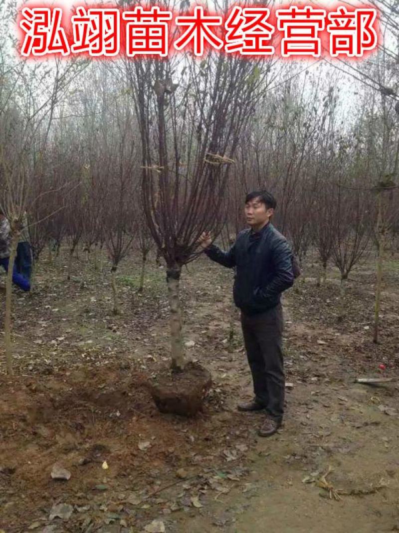 榆叶梅基地常年批发供应一手货源大量出售苗圃直销