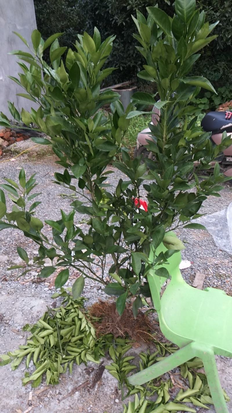 2年甘平桔苗，长势很好，自育自销，根势发达，缓苗快