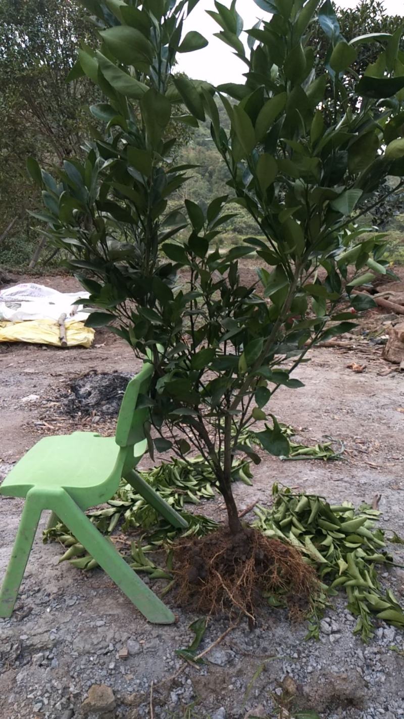 2年甘平桔苗，长势很好，自育自销，根势发达，缓苗快
