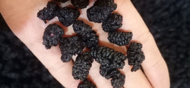桑葚干，中药材保健批发