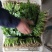 【商超品质】优质大叶香菜大量上市，稳定供货，欢迎来电咨询