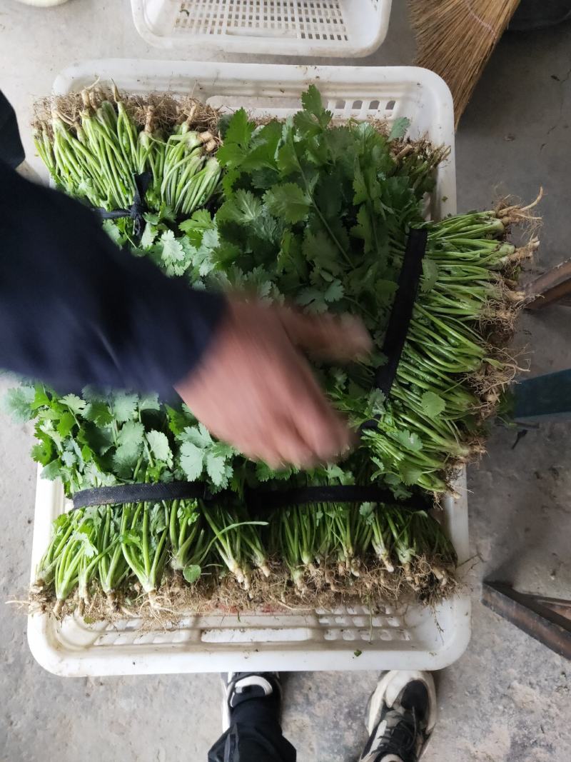 【商超品质】优质大叶香菜大量上市，稳定供货，欢迎来电咨询