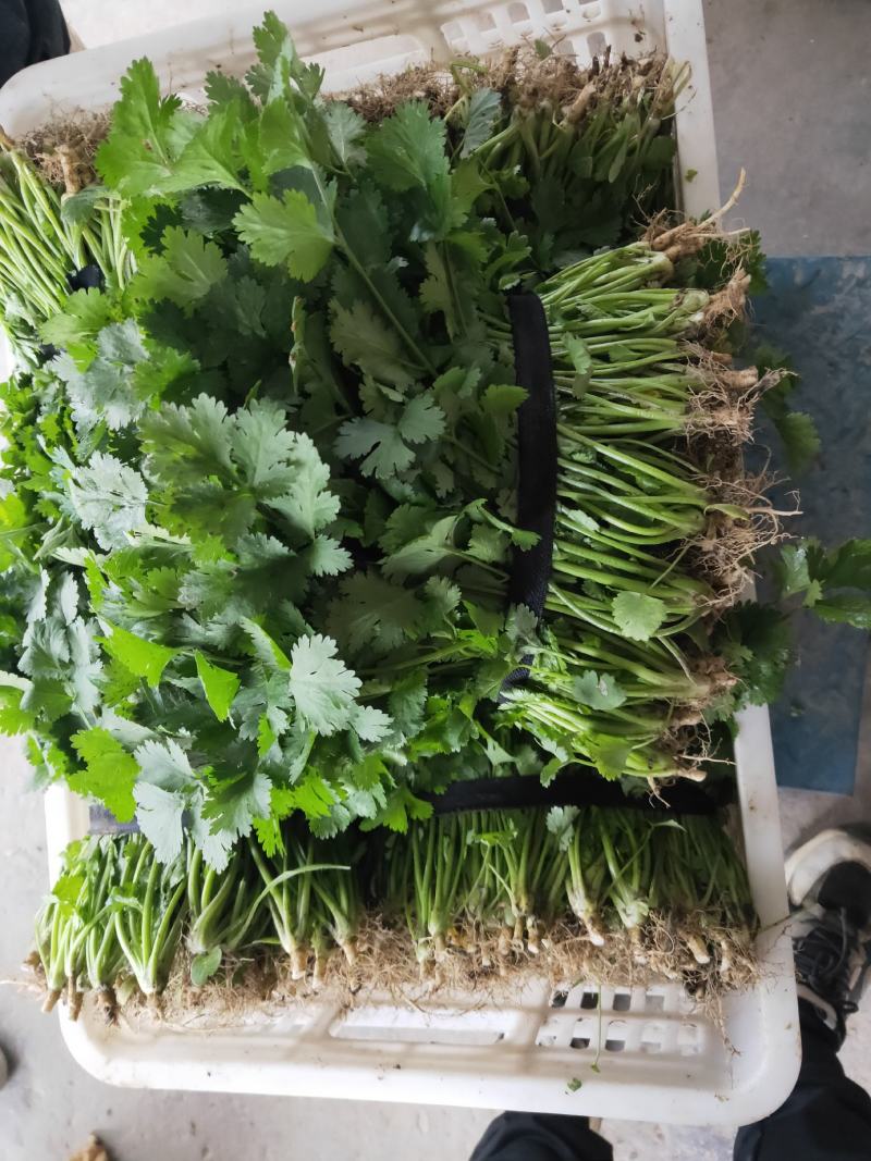 【商超品质】优质大叶香菜大量上市，稳定供货，欢迎来电咨询
