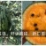 中科彩虹礼品西瓜种子，花皮橘黄肉，高甜酥脆多汁