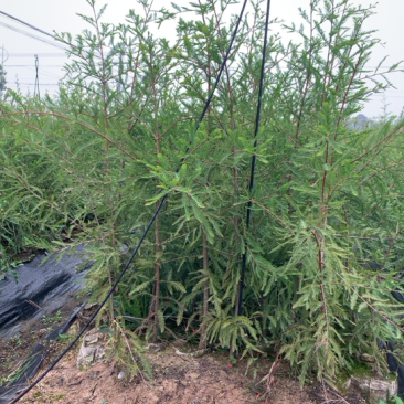 中山杉118大杯苗纯种苗当年扦插小苗，基地直接供货