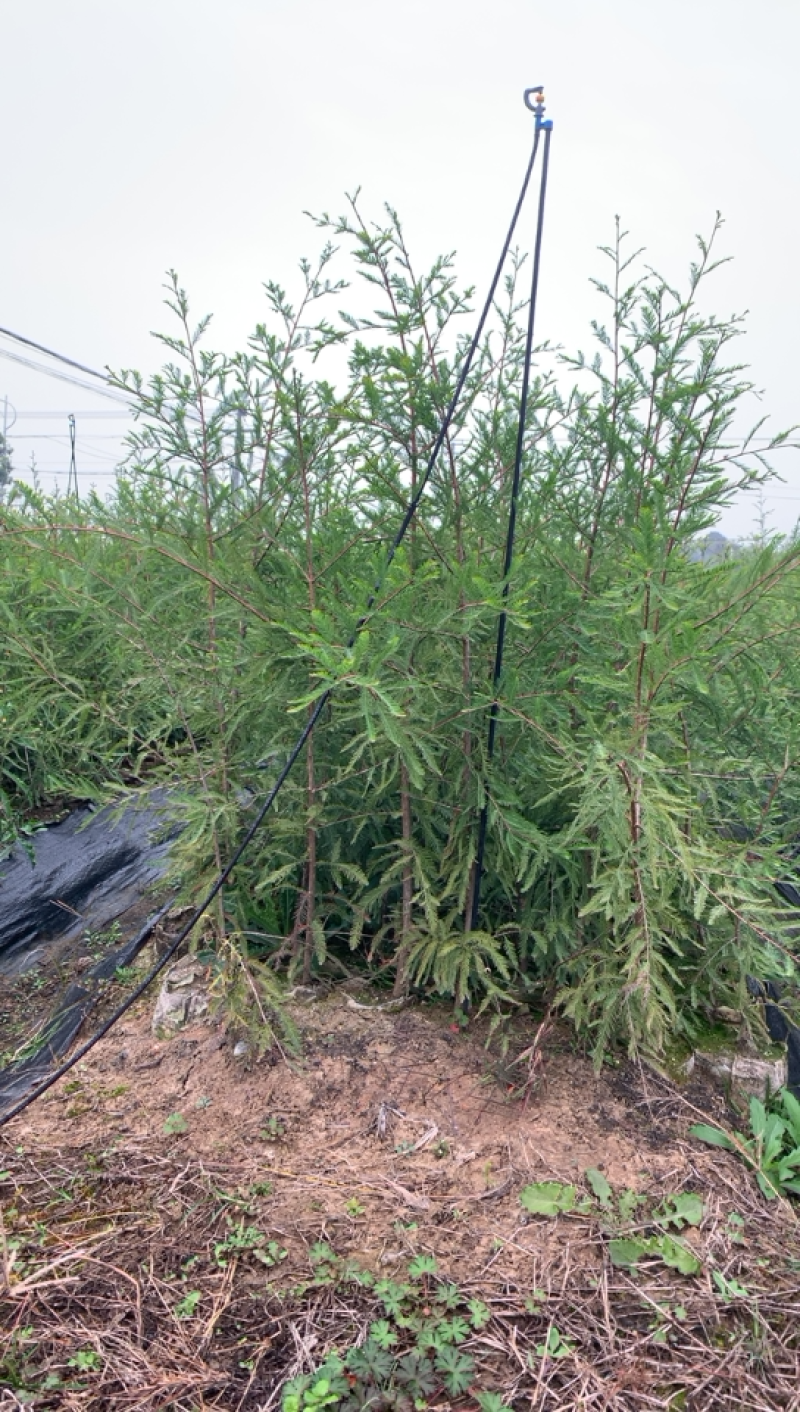 中山杉118大杯苗纯种苗当年扦插小苗，基地直接供货