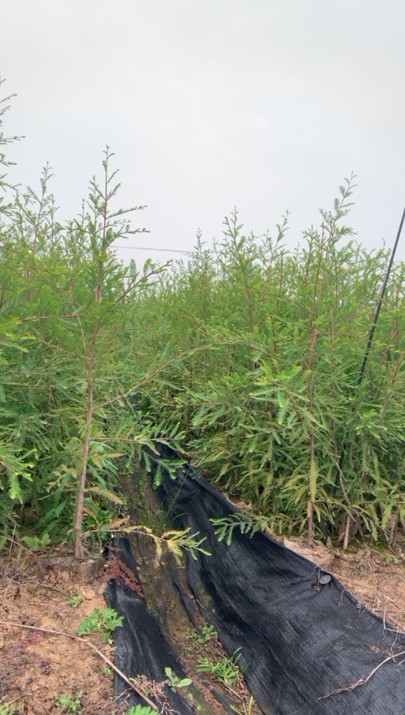 中山杉118大杯苗纯种苗当年扦插小苗，基地直接供货