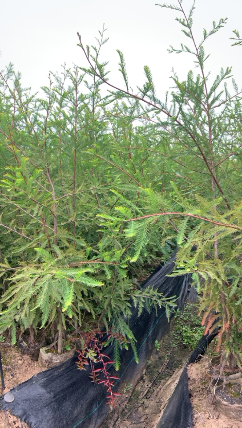 中山杉118大杯苗纯种苗当年扦插小苗，基地直接供货