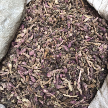 款冬花无硫无杂质优选款冬花产地直销