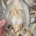 淡干鲈鱼片，色香味俱全