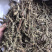 荆芥穗干净吸尘无杂质产地直销