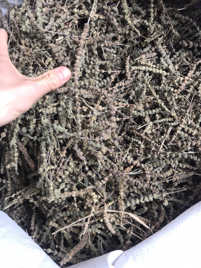 荆芥穗干净吸尘无杂质产地直销