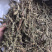 荆芥穗干净吸尘无杂质产地直销