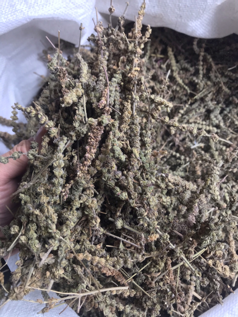 荆芥穗干净吸尘无杂质产地直销