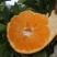 【精品】四川春见又名耙耙柑纯甜化渣，电商社区市场大量有货