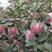 苹果精品红富士，大量供货，产地直供，火热购销中！