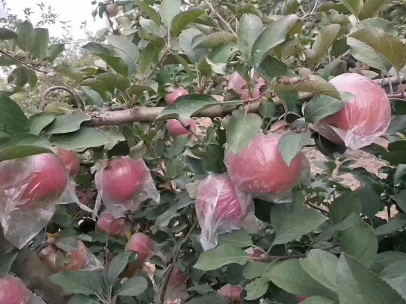 精品红富士，大量供货，产地直供，实地代收，按需包装！