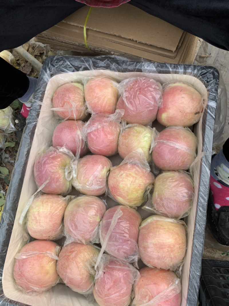 精品红富士，大量供货，产地直供，实地代收，按需包装！