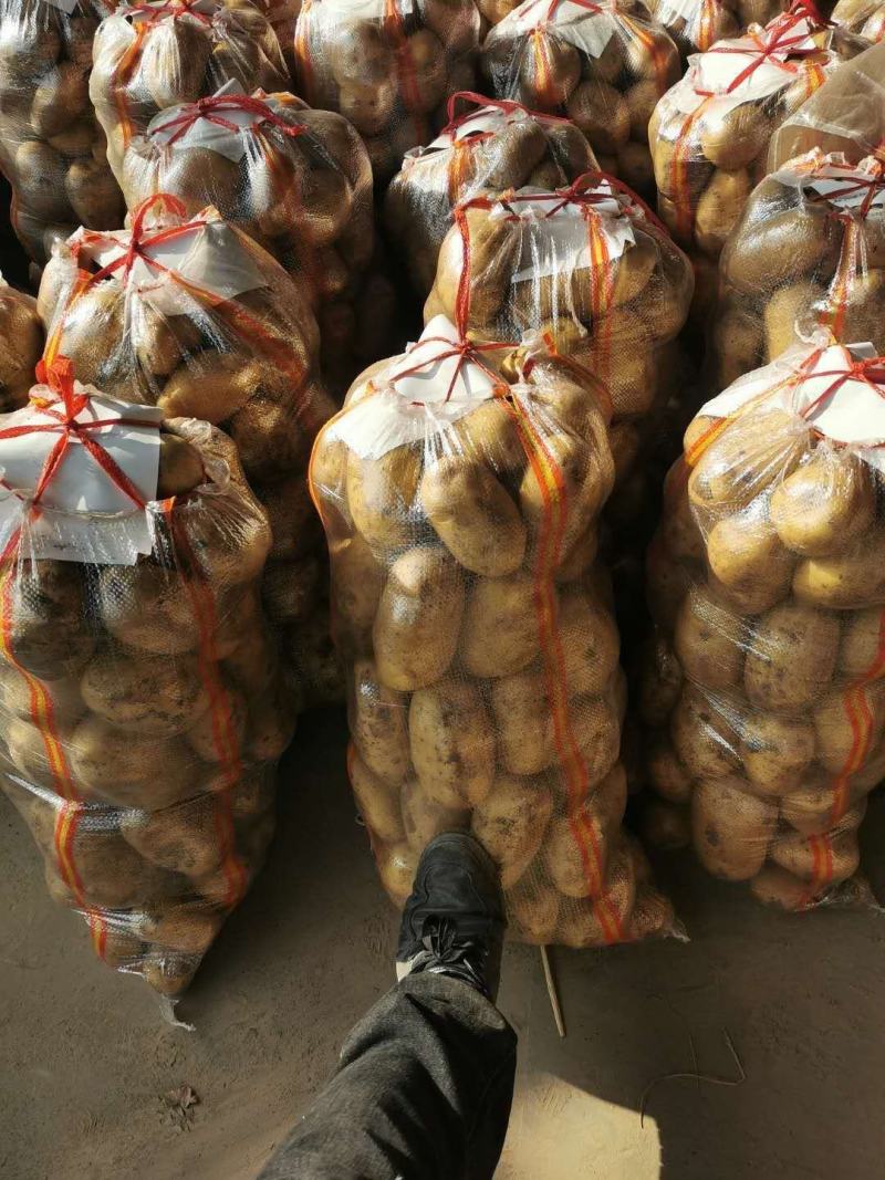 河南周口开封大量批发黄皮黄心沃土五，齐元丰